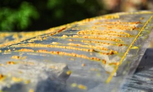 Пчелиный помет (какашки) и его особенности